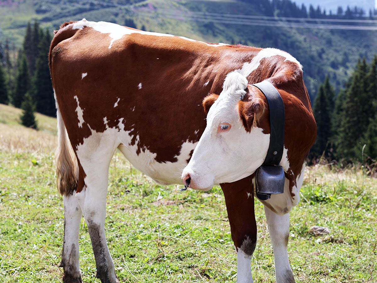 Alpine Cow